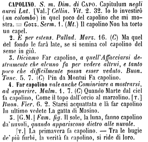 capolino