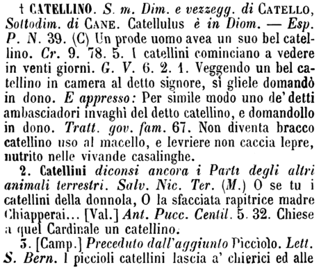 catellino