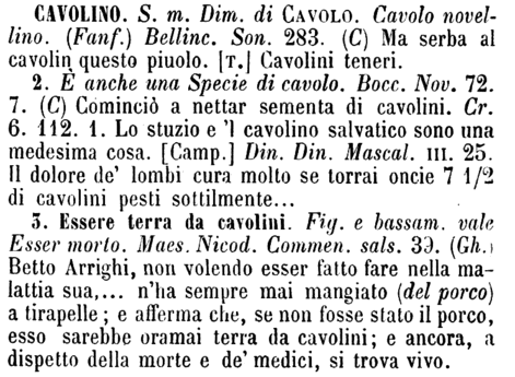 cavolino