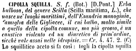 cipolla-squilla