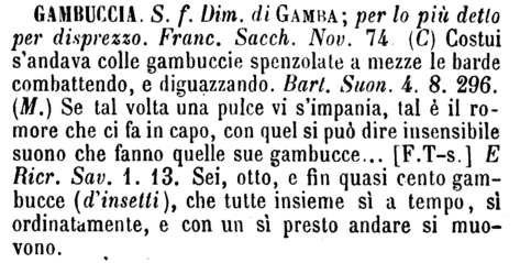 gambuccia