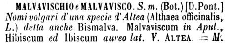 malvavischio