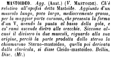 mastoideo