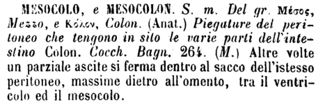 mesocolo