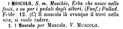 moscolo