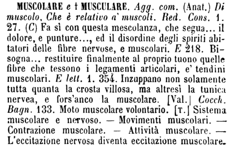 muscolare