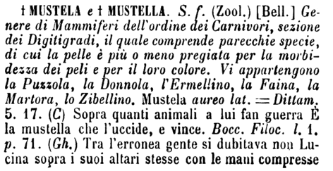 mustela