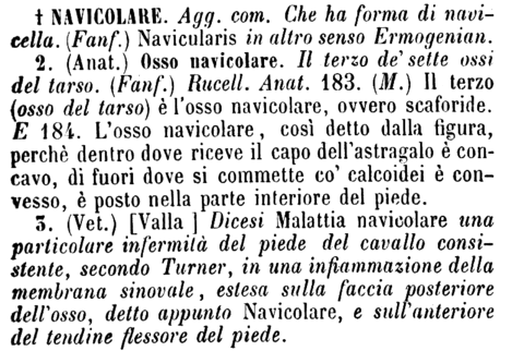 navicolare