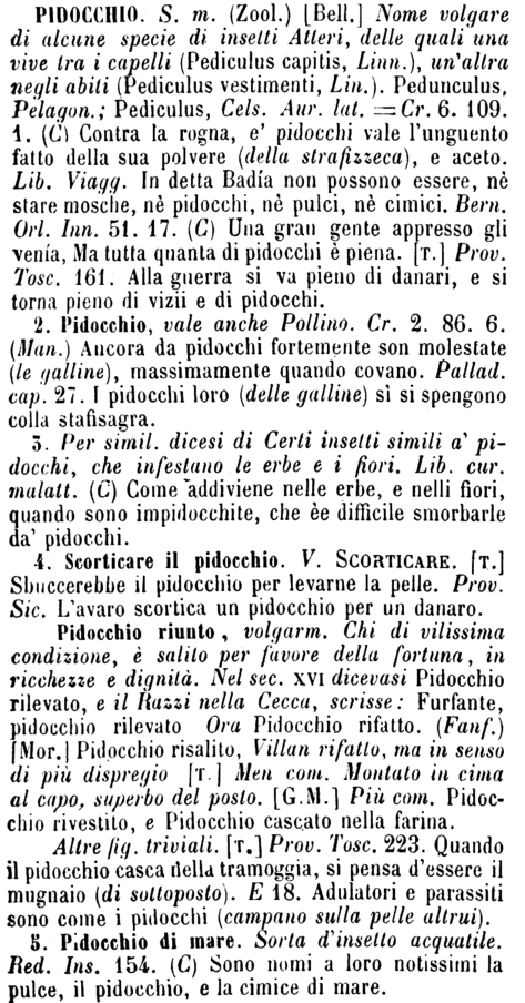 pidocchio