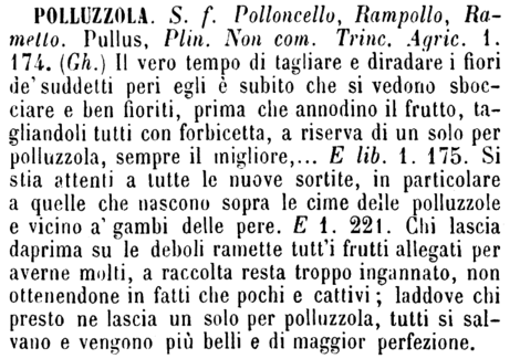 polluzzola