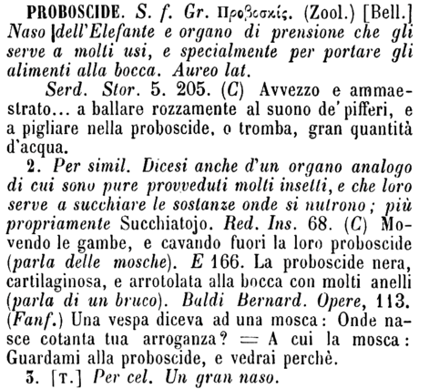 proboscide