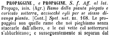 propaggine