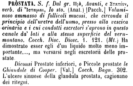 prostata