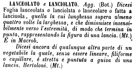 lanceolato