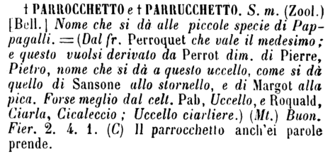 parrocchetto